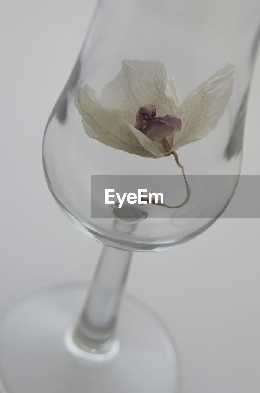 CLOSE-UP OF FLOWER VASE OVER WHITE BACKGROUND