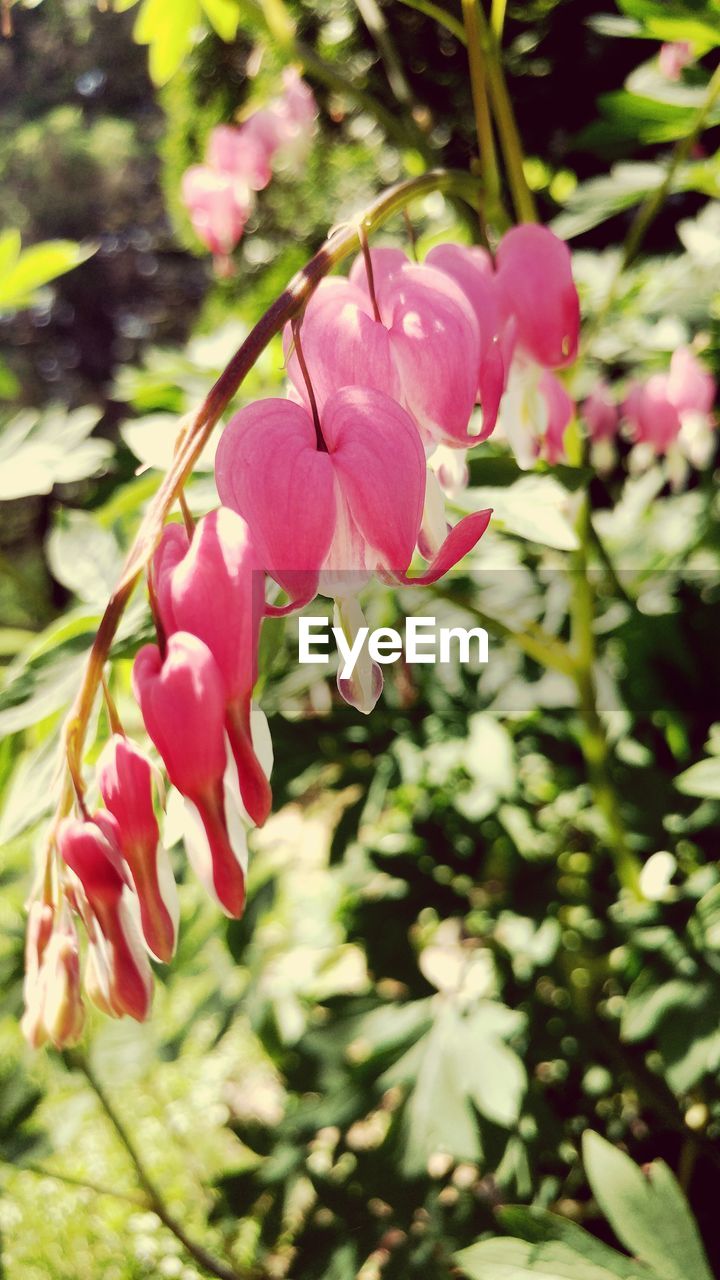 CLOSE-UP OF PINK FLOWERS