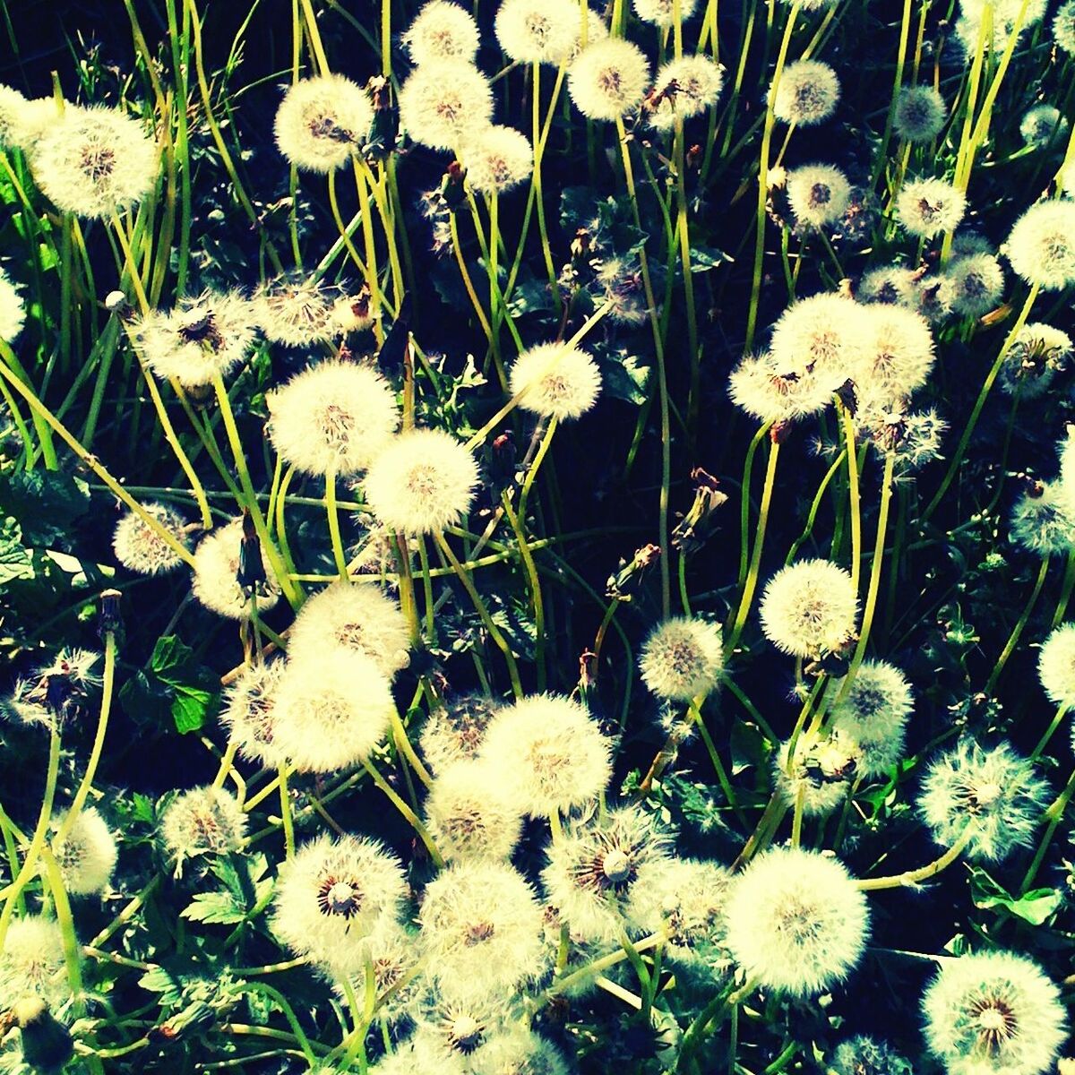 CLOSE-UP OF WHITE DANDELION