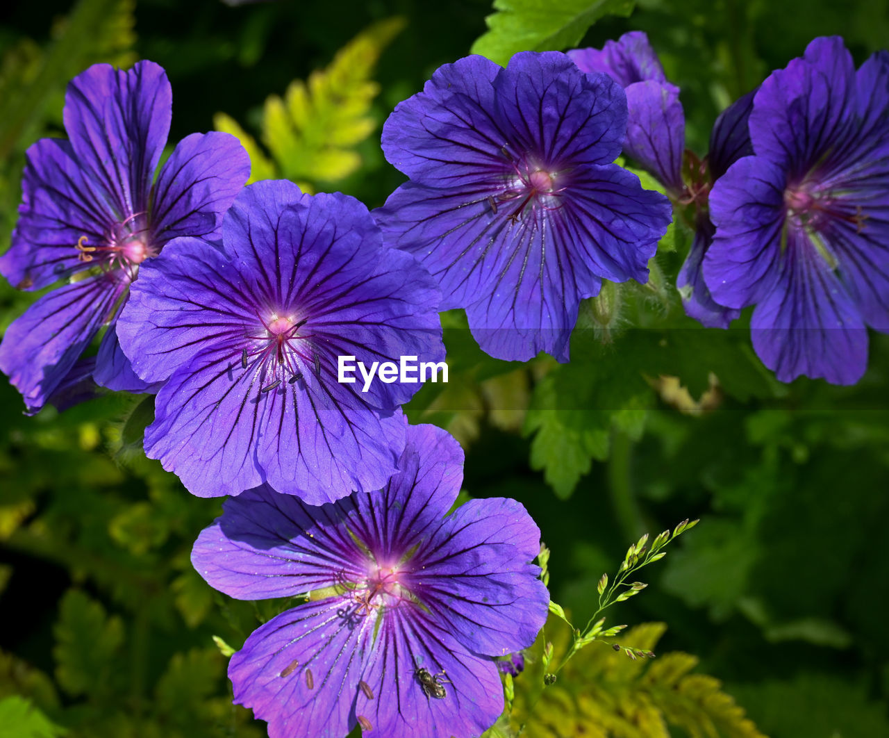 flower, flowering plant, plant, freshness, purple, beauty in nature, close-up, inflorescence, flower head, growth, fragility, nature, petal, focus on foreground, no people, botany, blue, outdoors, day, plant part, sunlight, wildflower