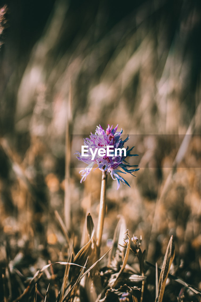 close-up of purple flowering plant