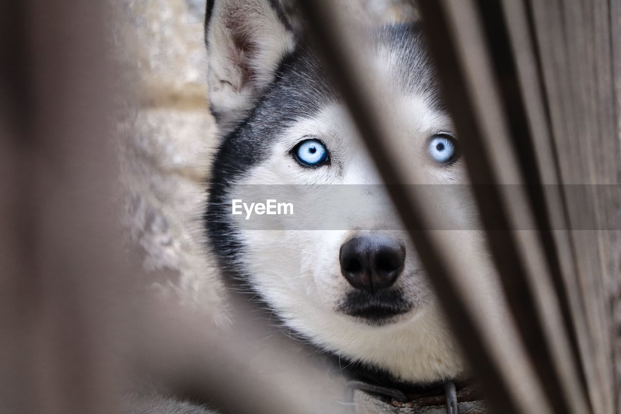 CLOSE-UP PORTRAIT OF DOG WITH EYES