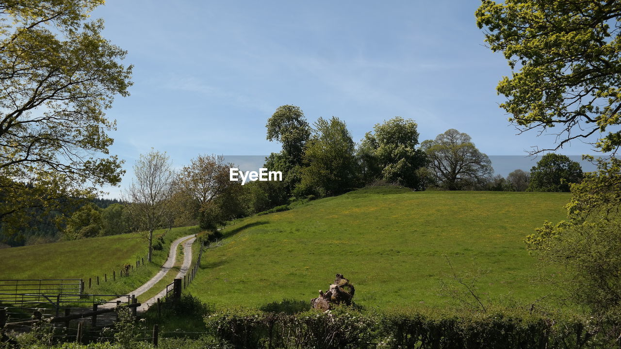 PANORAMIC VIEW OF GREEN LANDSCAPE