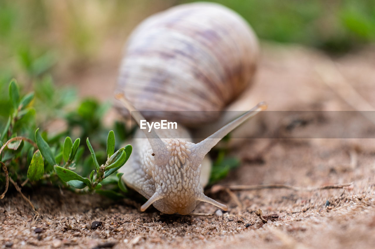 Close-up of snail on land