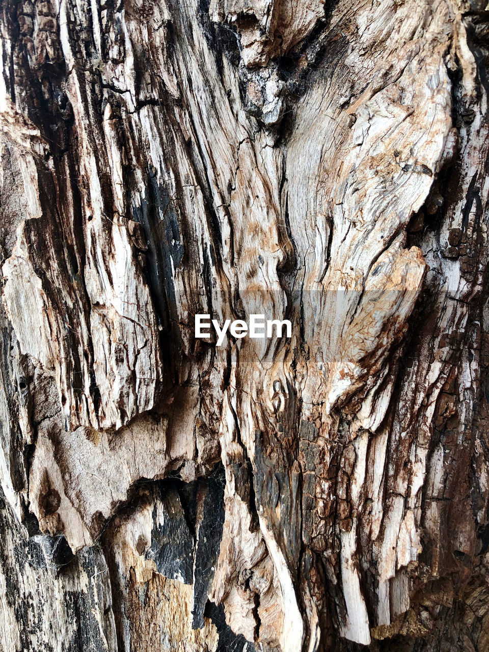 CLOSE-UP OF TREE BARK