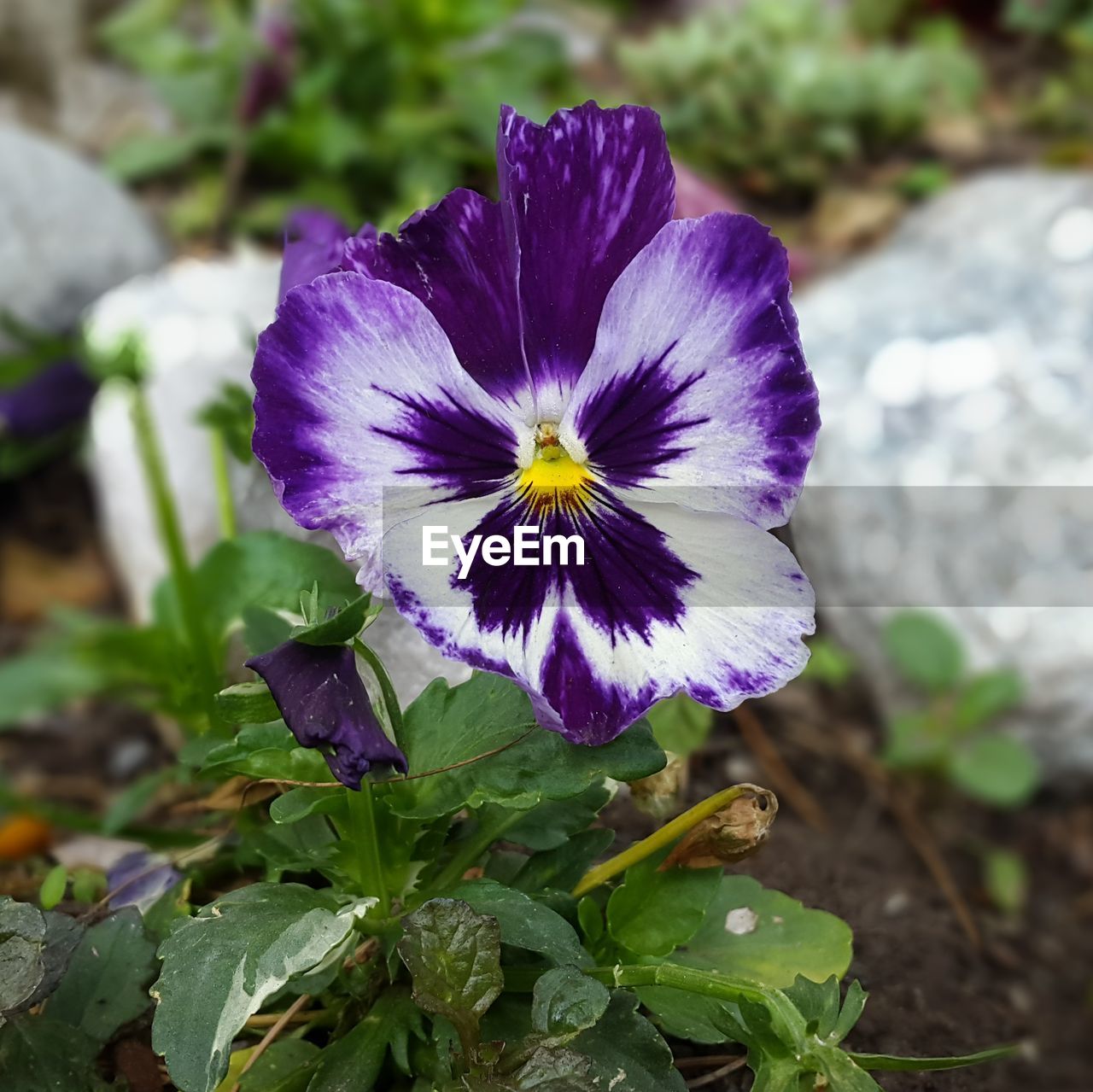 CLOSE-UP OF PURPLE IRIS FLOWER