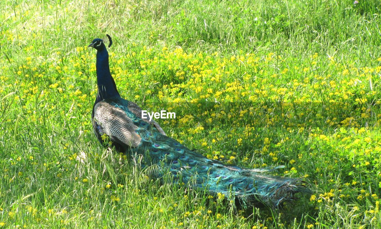 SIDE VIEW OF A BIRD ON GROUND