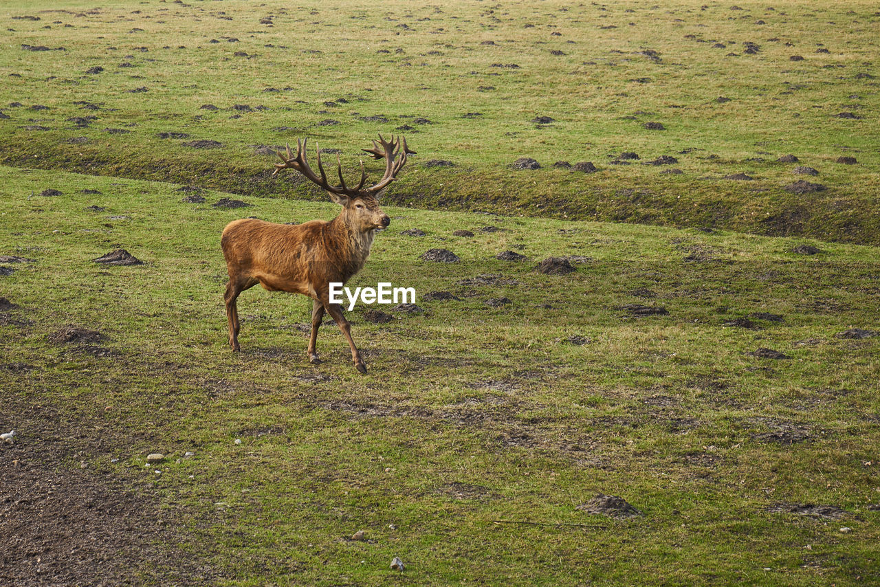 Deer standing on field