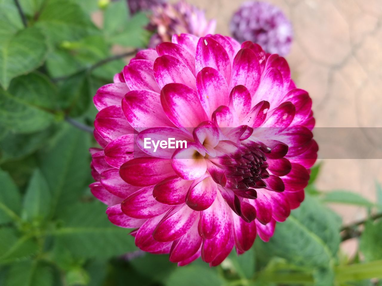 CLOSE-UP OF FLOWER BLOOMING