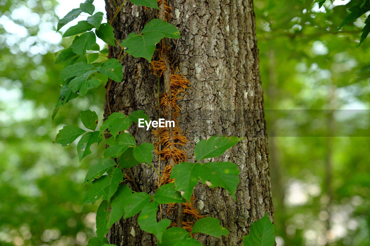 CLOSE-UP OF LIZARD ON TREE