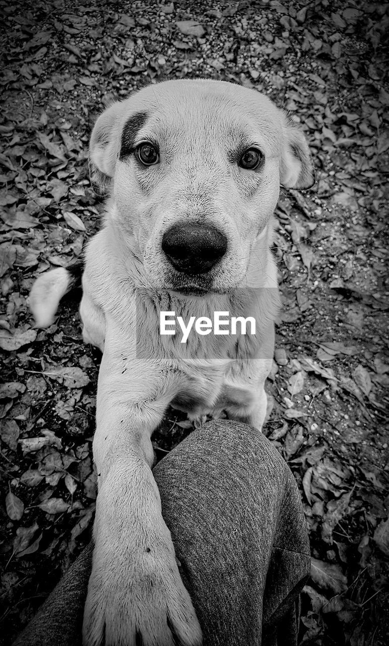 CLOSE-UP PORTRAIT OF DOG SITTING