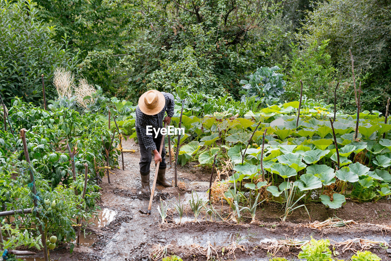 Full body unrecognizable man in checkered shirt and straw hat hoeing wet dirt near green plants after rain on summer day on farm