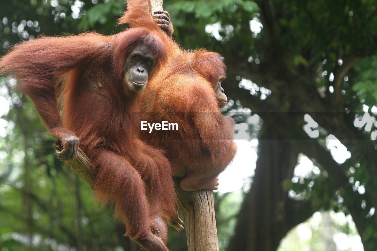 Low angle view of monkey on tree