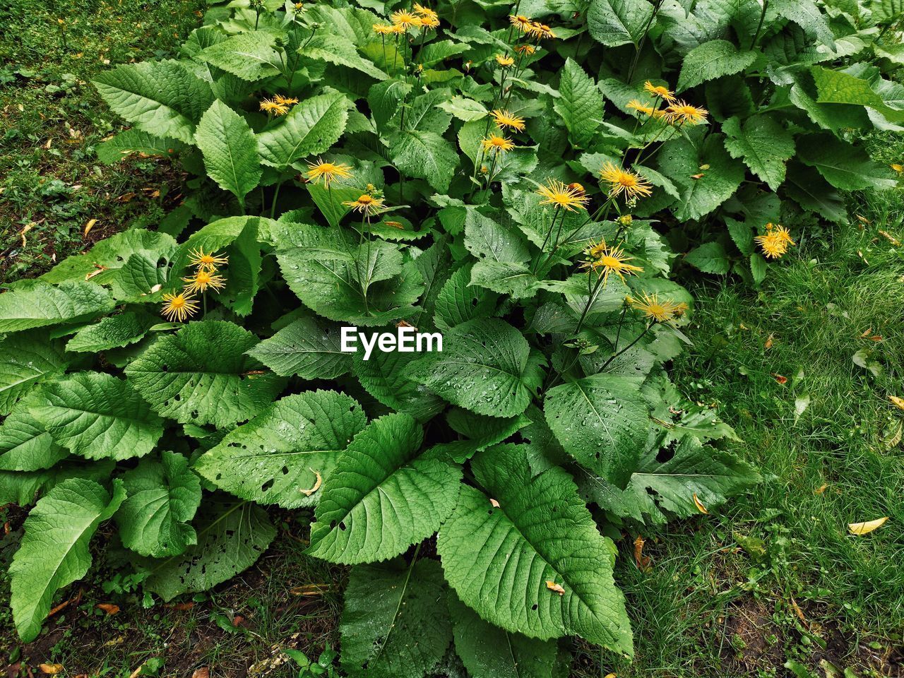 High angle view of plant growing on field