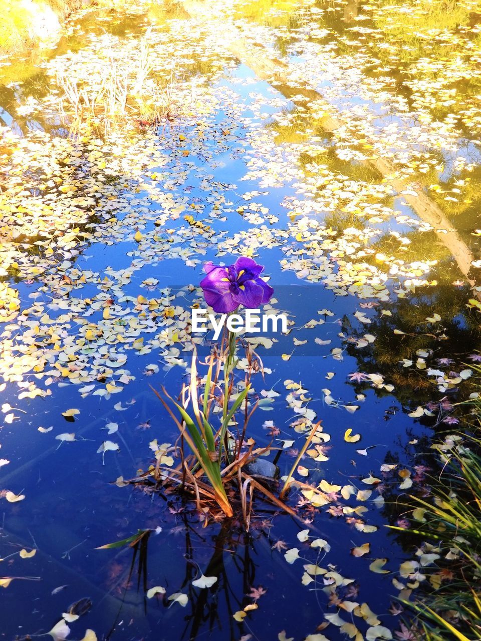 HIGH ANGLE VIEW OF FLOWERING PLANTS BY LAKE