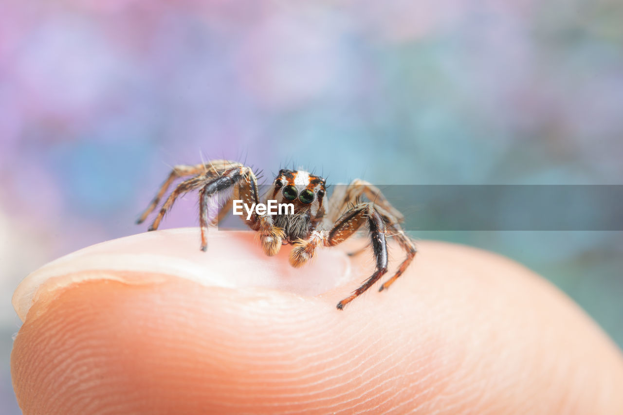 Close-up of tiny jumping spider on human finger