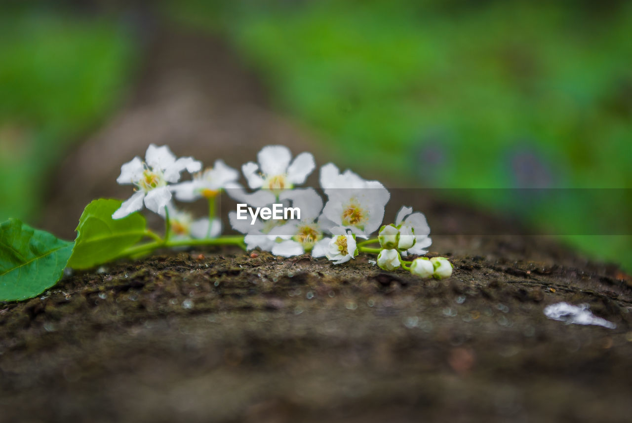 Close-up of white flowers