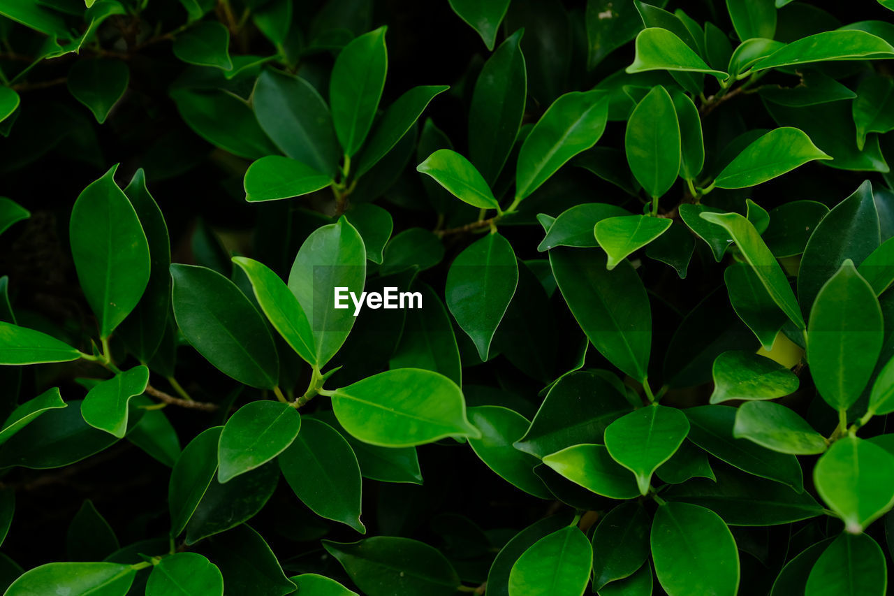 CLOSE-UP OF GREEN LEAVES