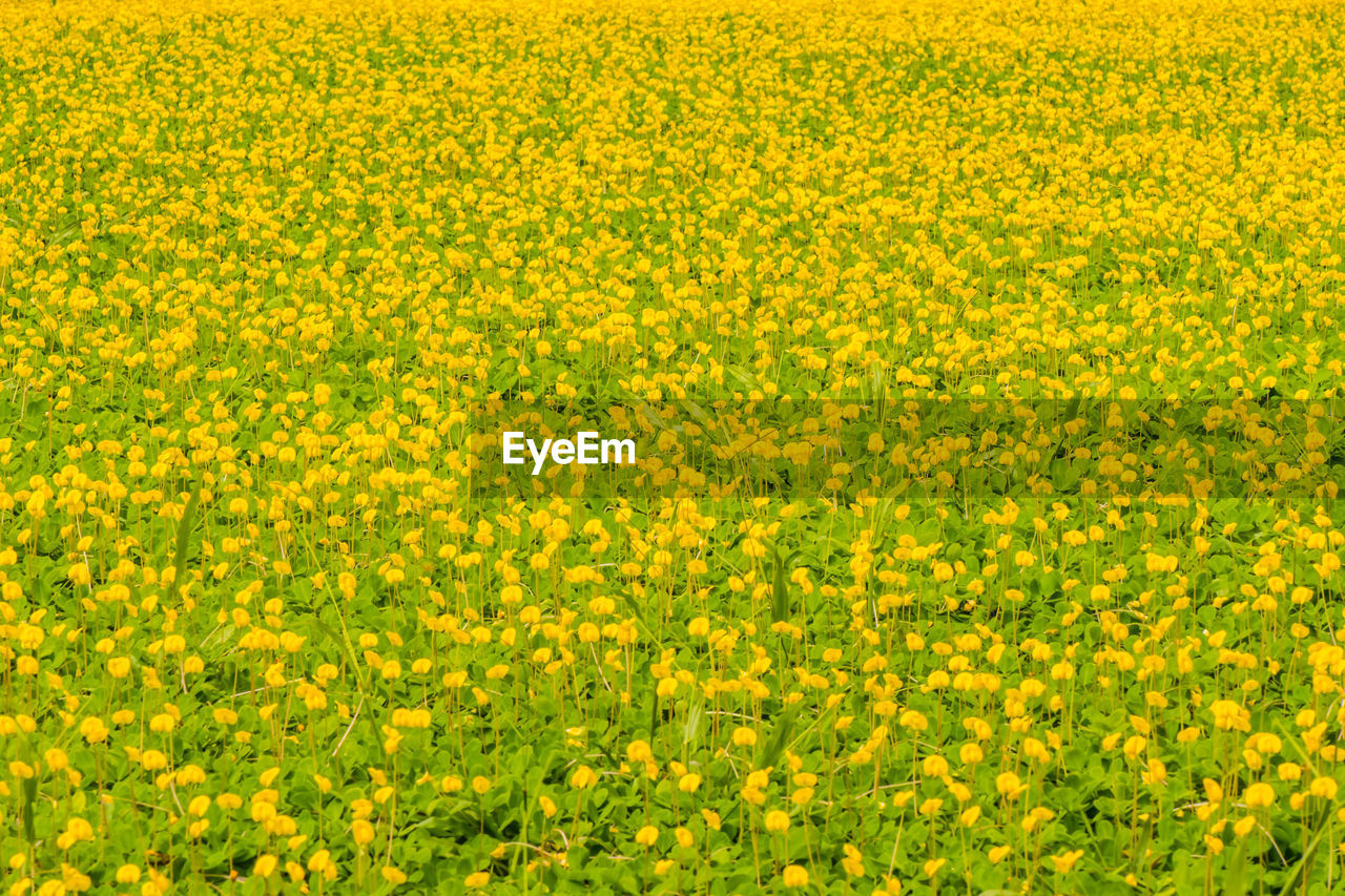 FULL FRAME SHOT OF FRESH YELLOW FLOWERING PLANTS