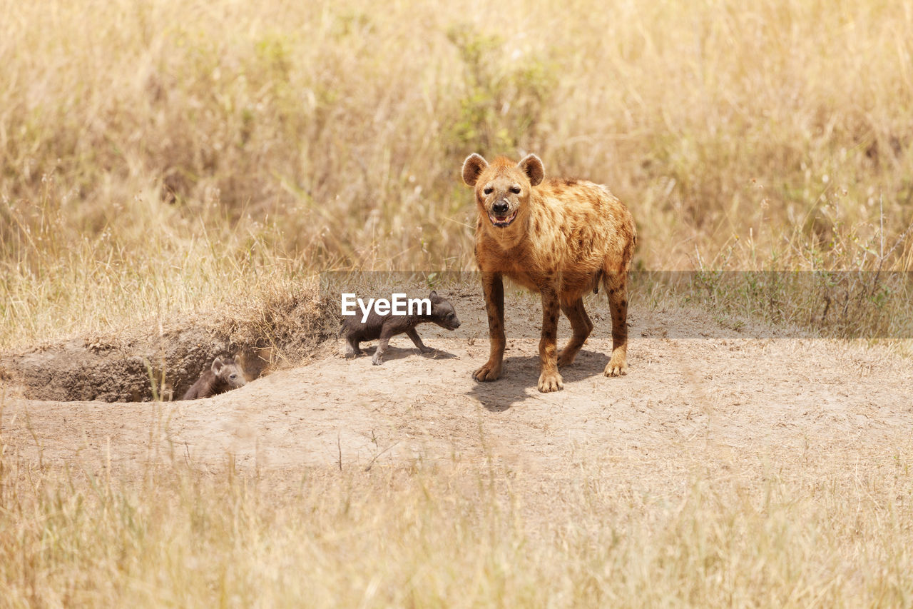 LION STANDING IN A GRASS