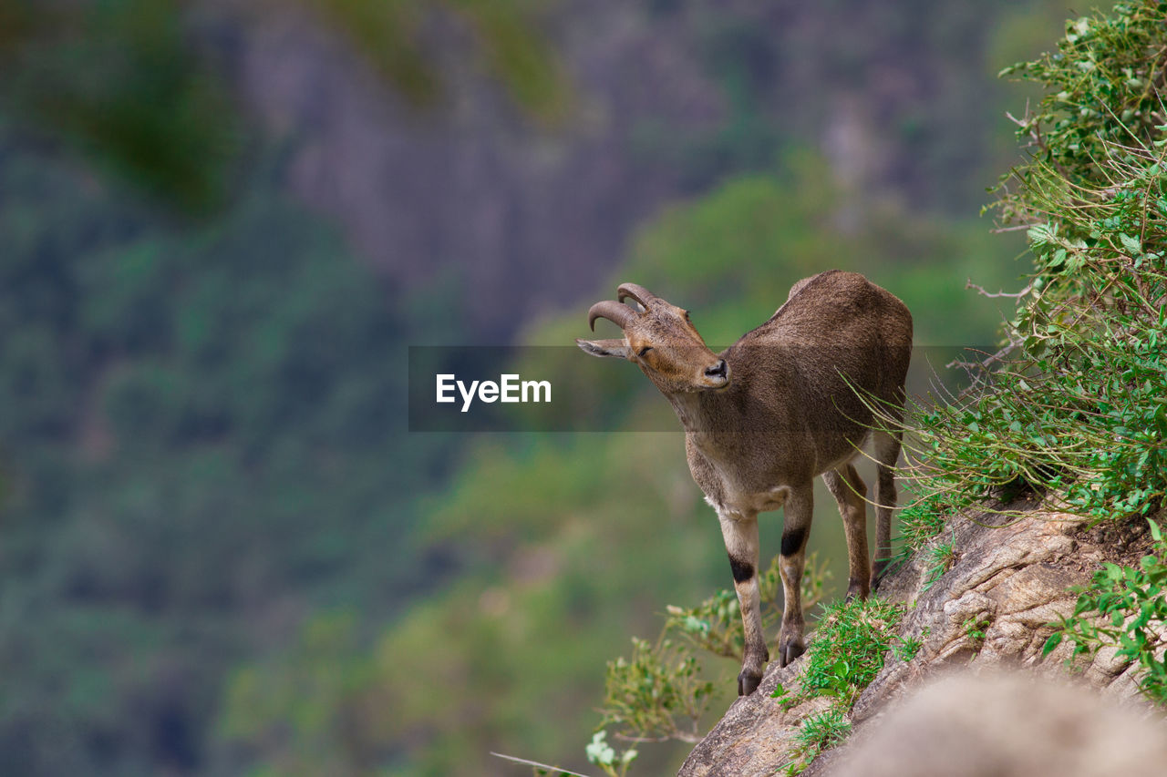 Nilgiri tahr, valparai, india 