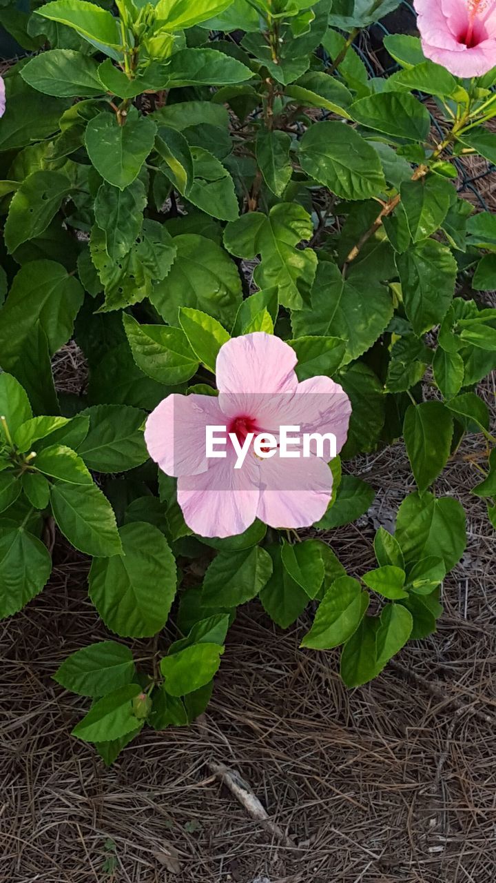 CLOSE-UP OF PINK FLOWERS