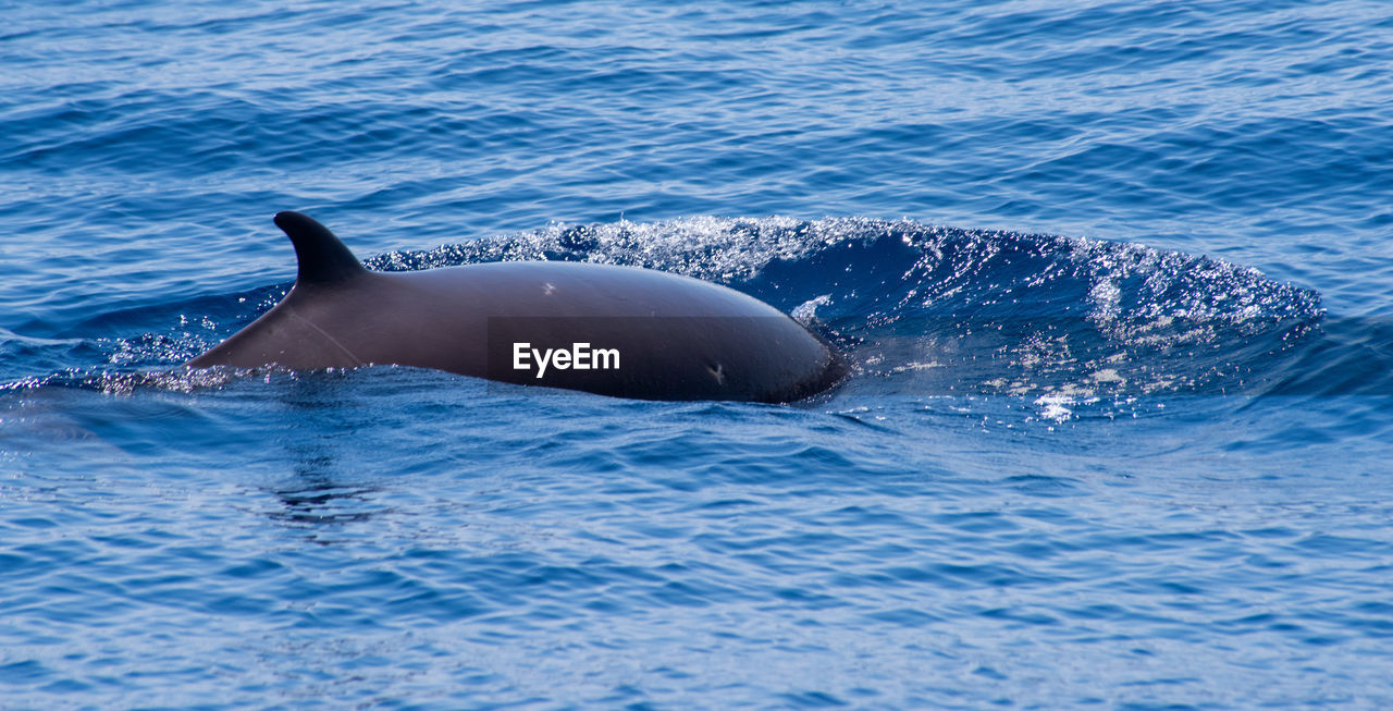 Zifio whale during whale watching in the middle of tyrrhenian sea