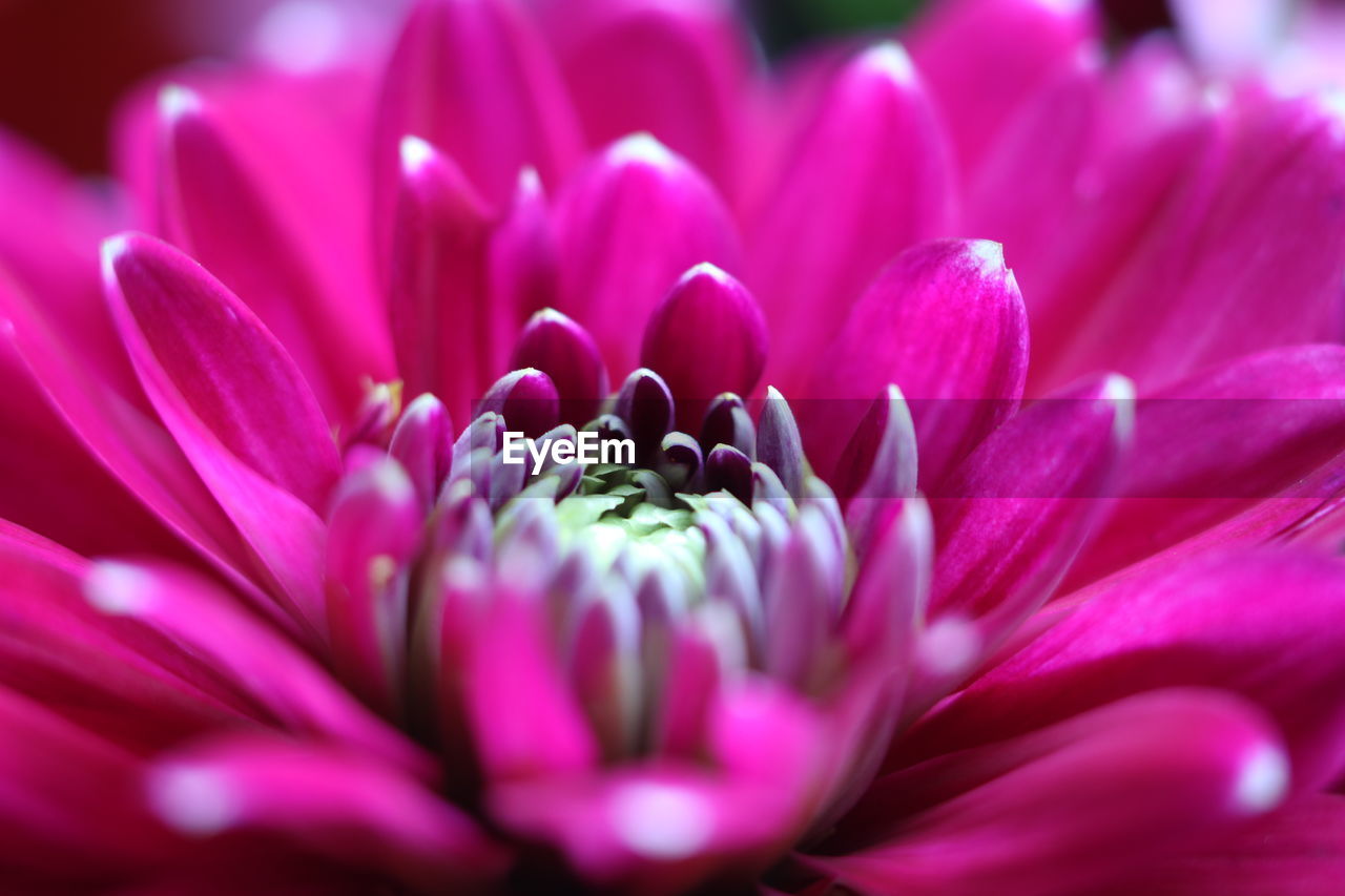 Close-up of pink dahlia