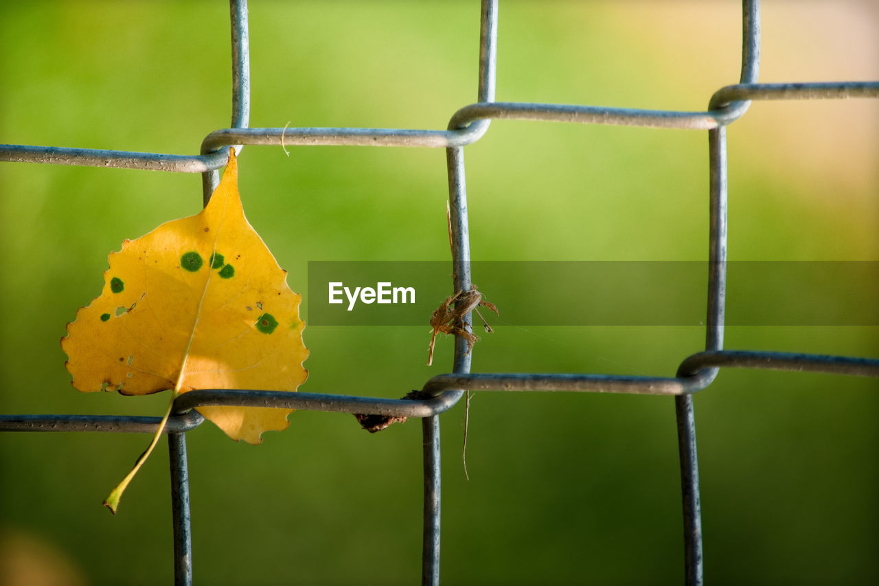 Close-up of yellow leaf hanging on fence