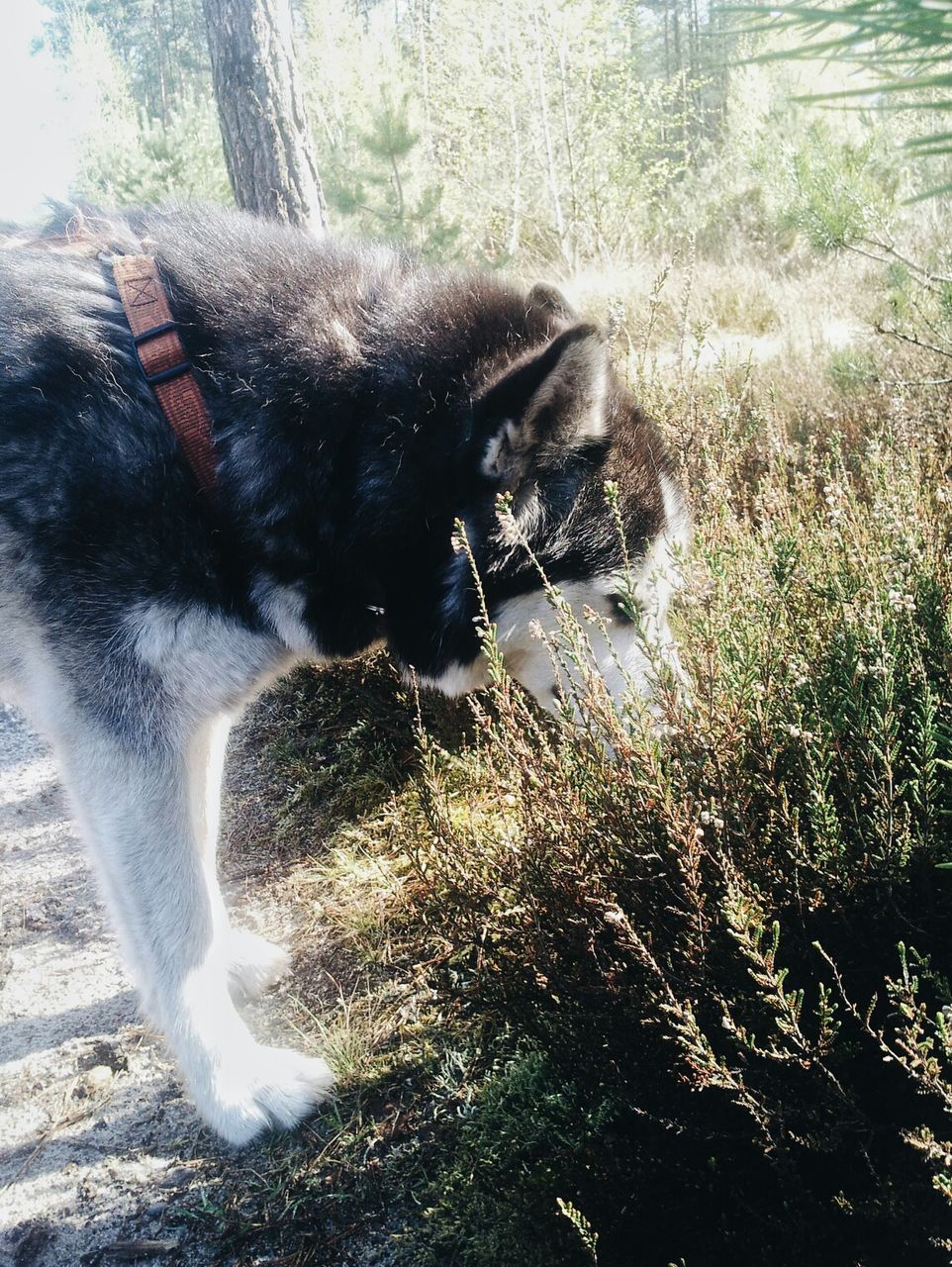 Malamute dog smelling herbs