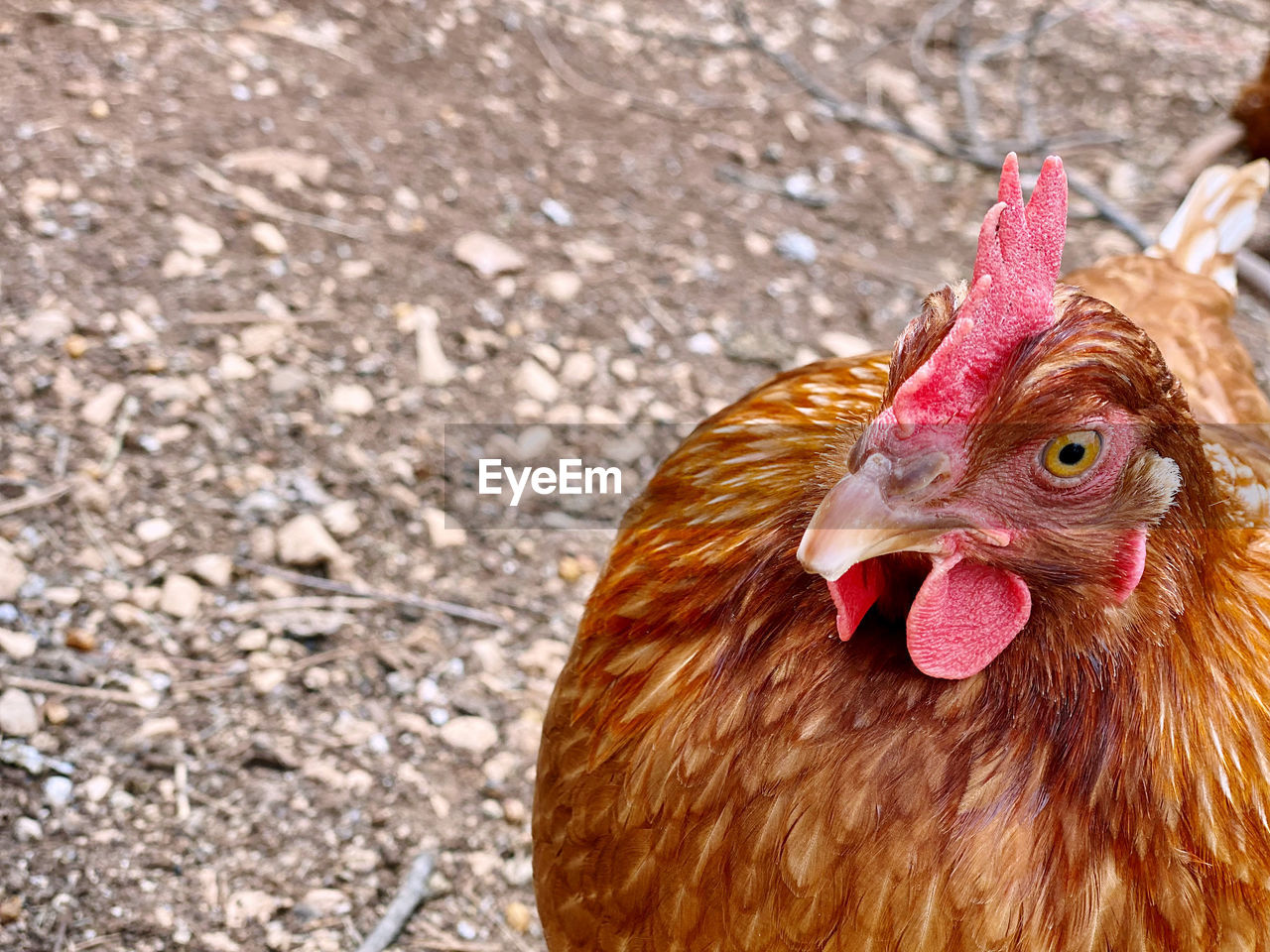 domestic animals, chicken, livestock, animal themes, animal, pet, bird, mammal, rooster, agriculture, one animal, beak, comb, poultry, hen, farm, nature, no people, cockerel, close-up, focus on foreground, day, animal body part, fowl, outdoors, rural scene, animal head