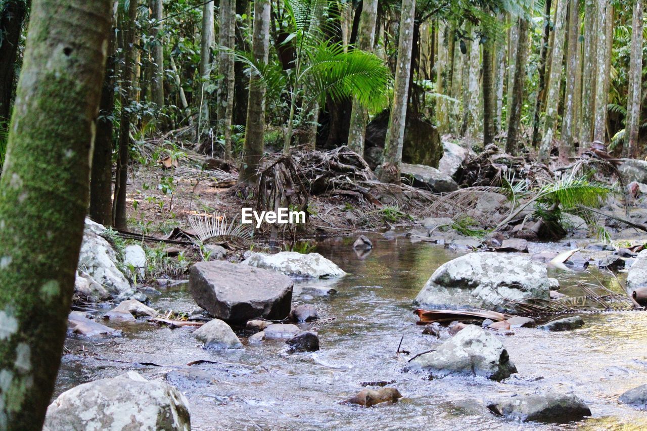 STREAM AMIDST TREES IN FOREST