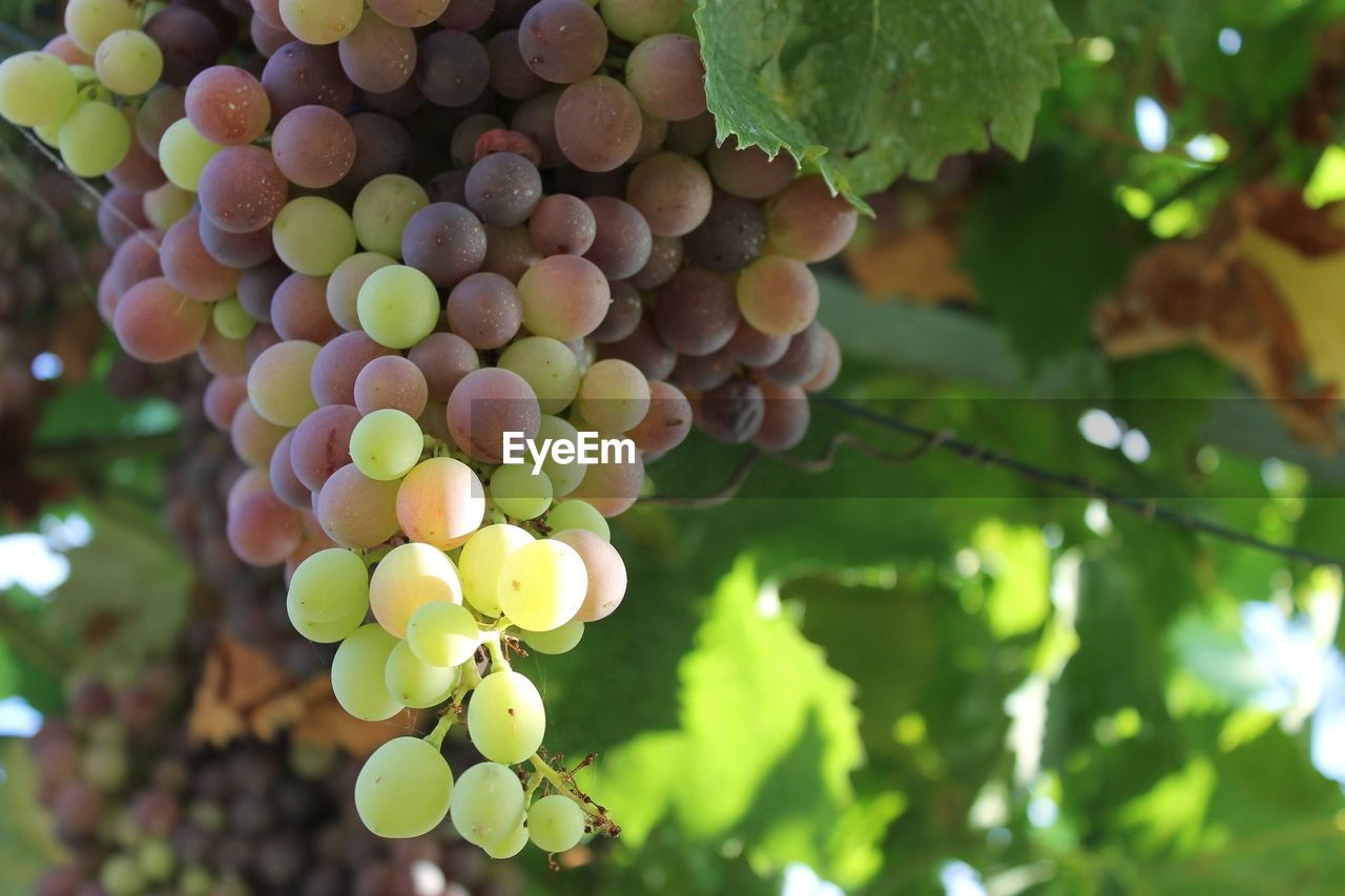 Close-up of grapes growing in vineyard