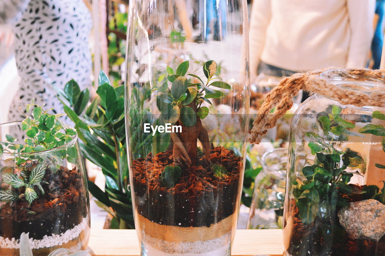 Close-up of potted plants