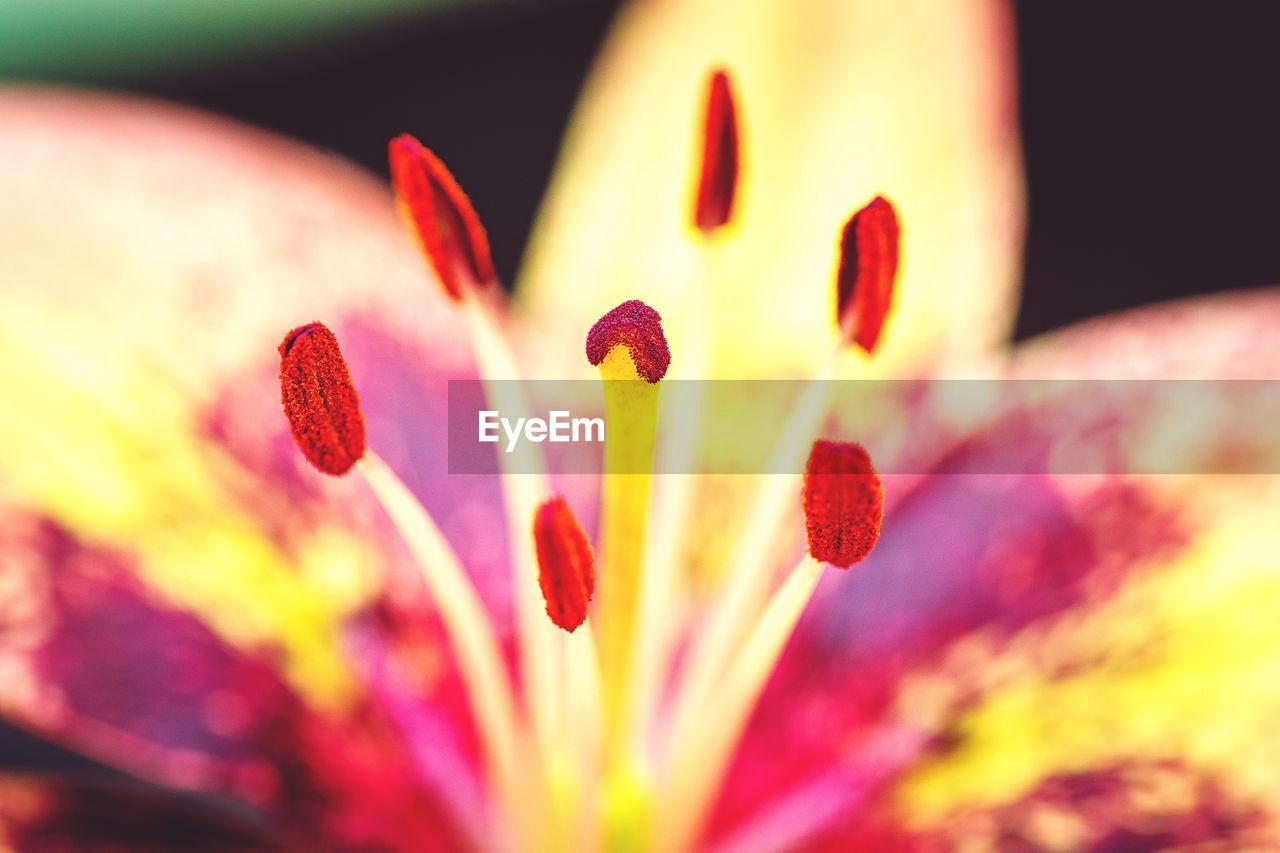 Close-up of red flowering plant