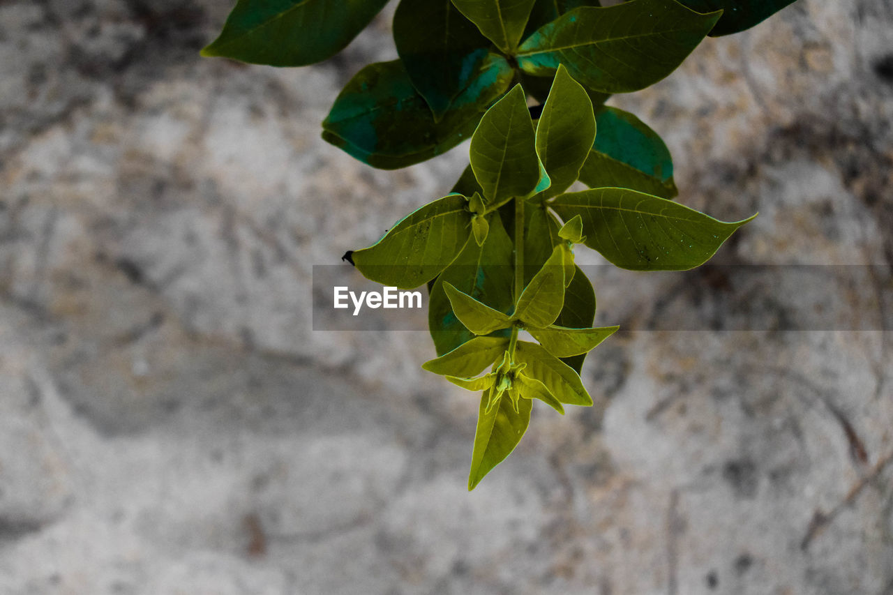 High angle view of leaves against wall