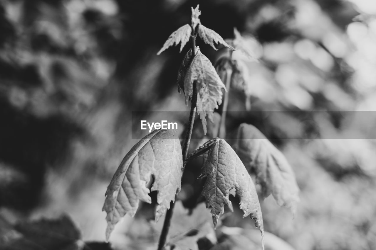 Close-up of dry leaves on plant