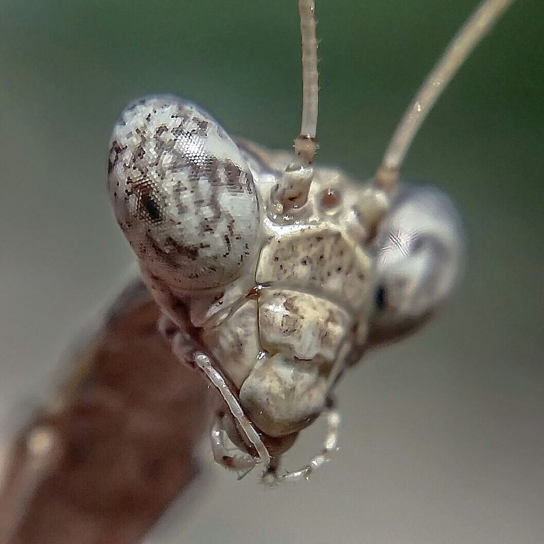 CLOSE-UP OF PLANT