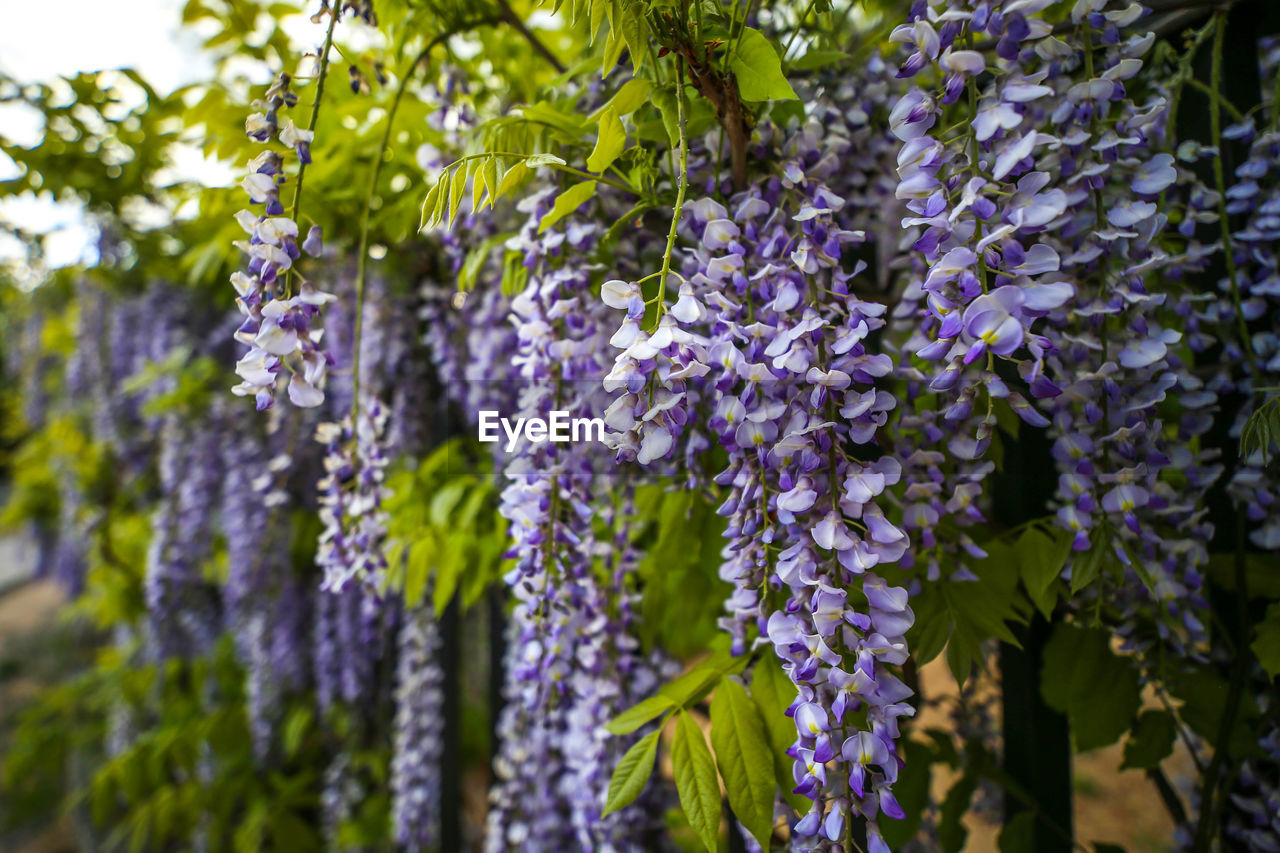 Close-up of purple flowering plants