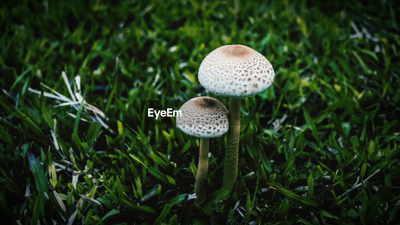 Close-up of mushroom growing on grassy field