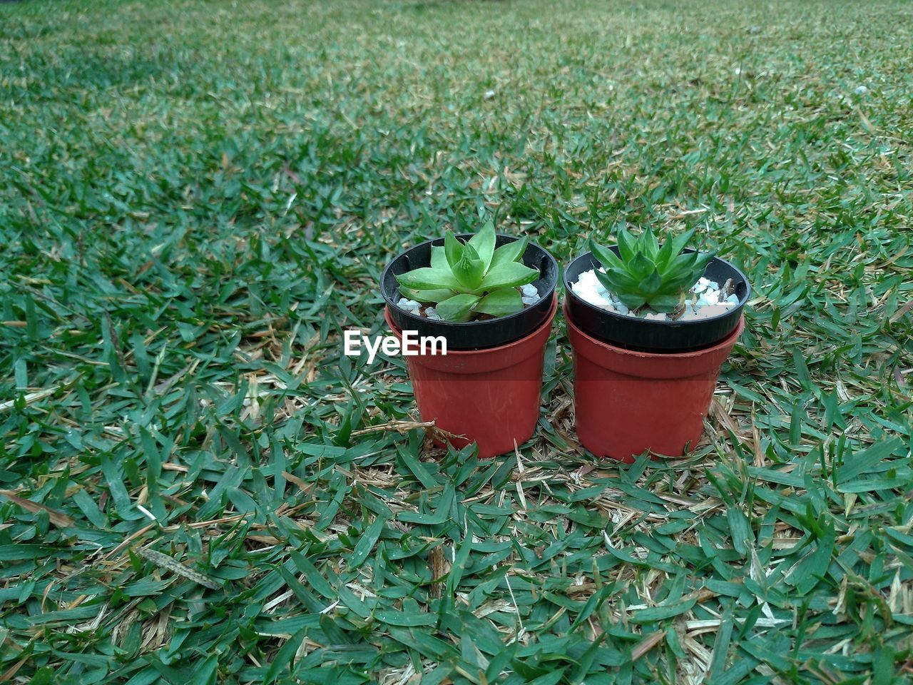 CLOSE-UP OF POTTED PLANTS ON FIELD