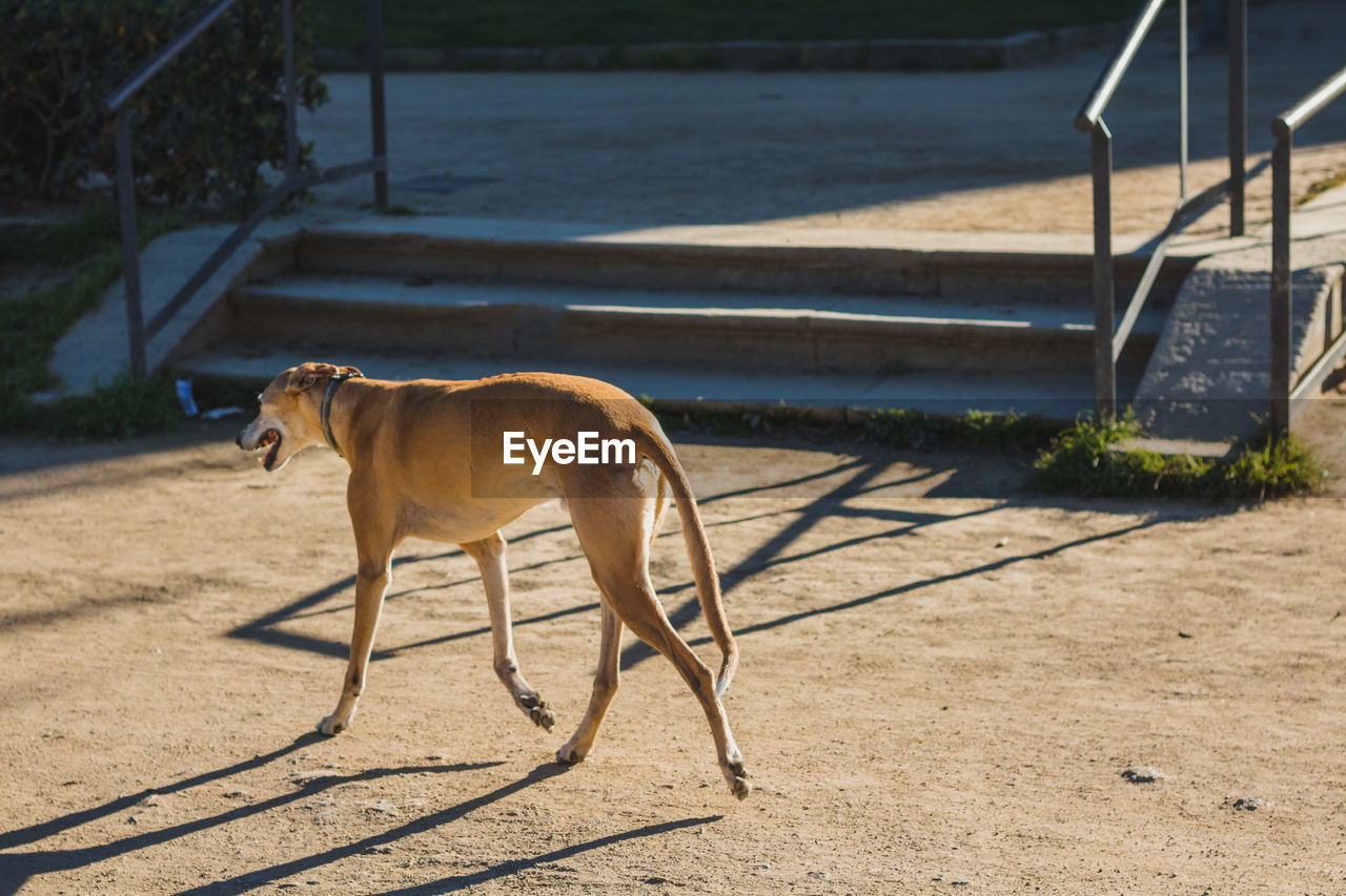 Dog walking in front of steps