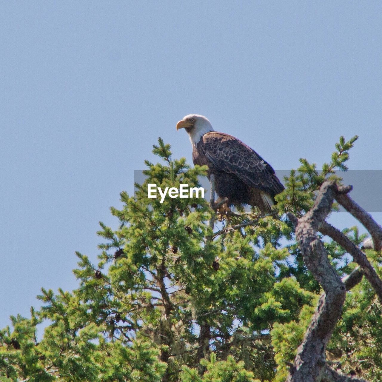 Low angle view of eagle