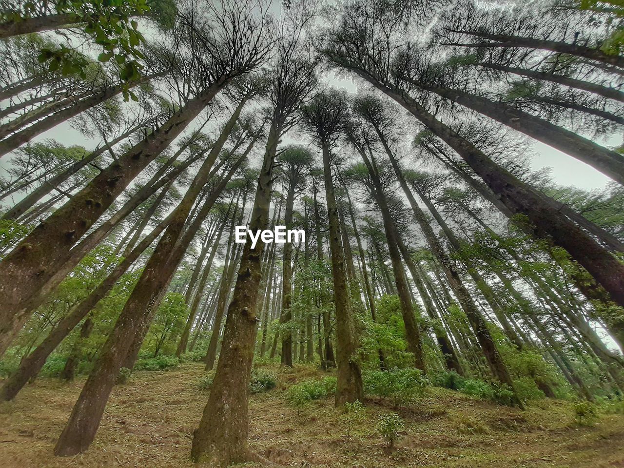 LOW ANGLE VIEW OF BAMBOO TREES