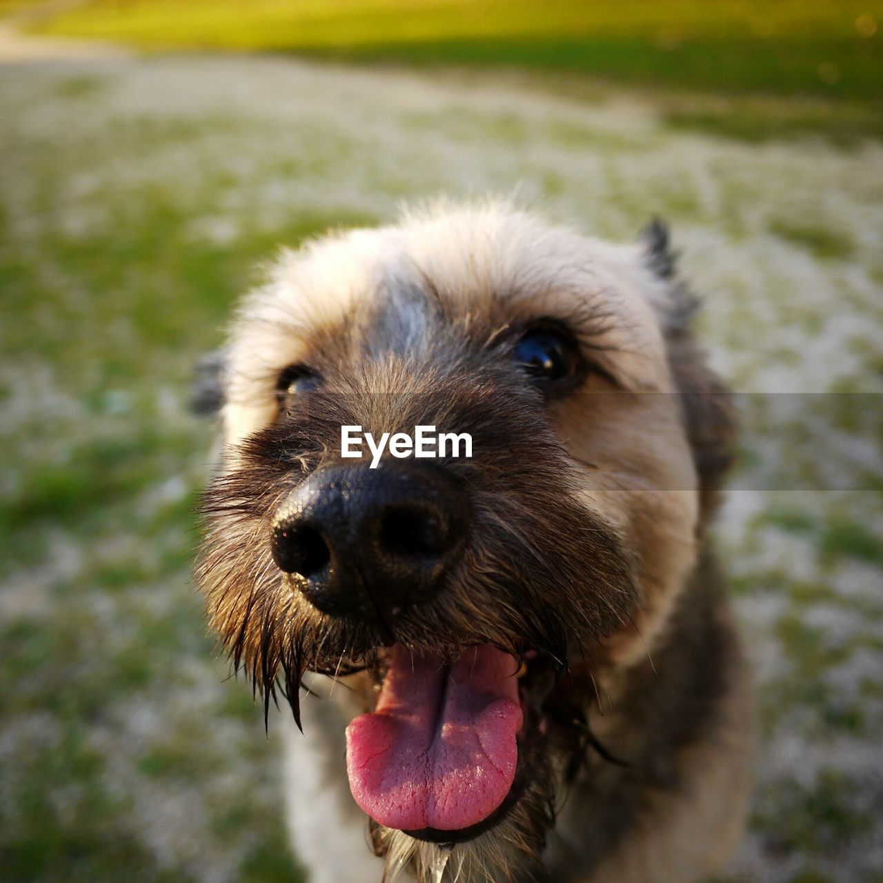 CLOSE-UP PORTRAIT OF DOG IN PARK