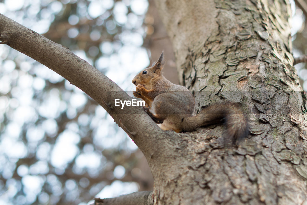 SQUIRREL ON TREE BRANCH