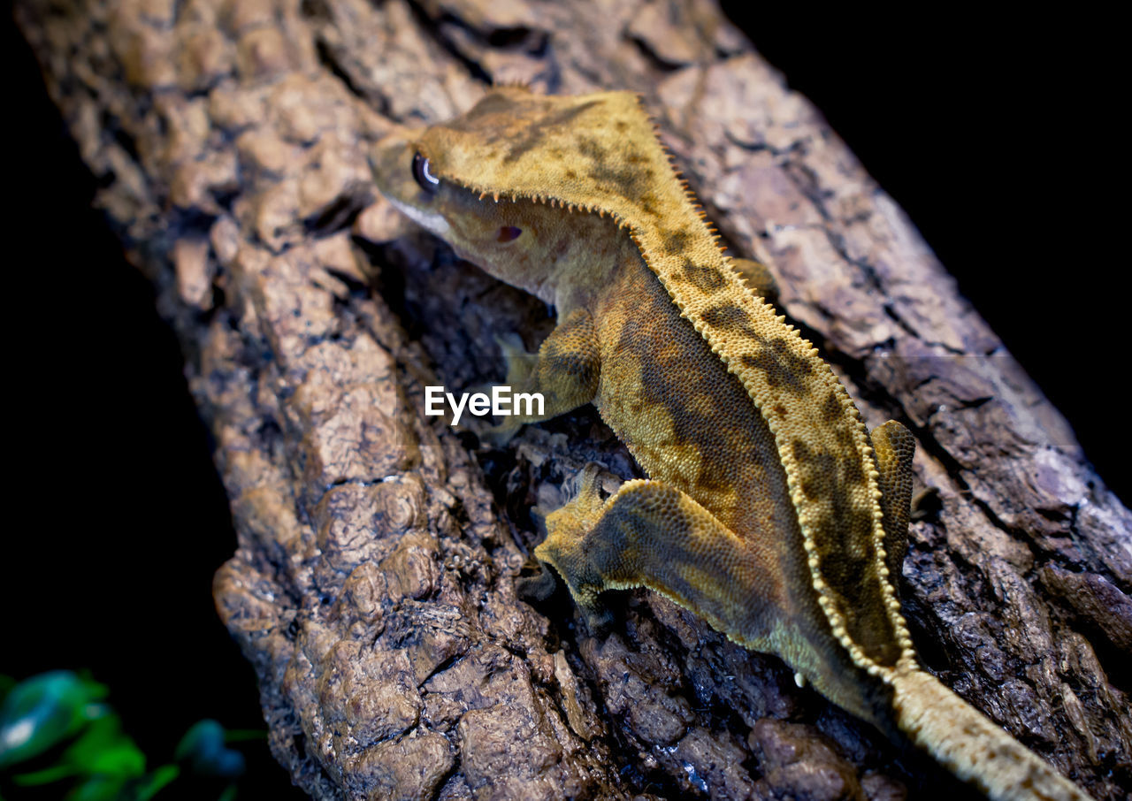 close-up of lizard