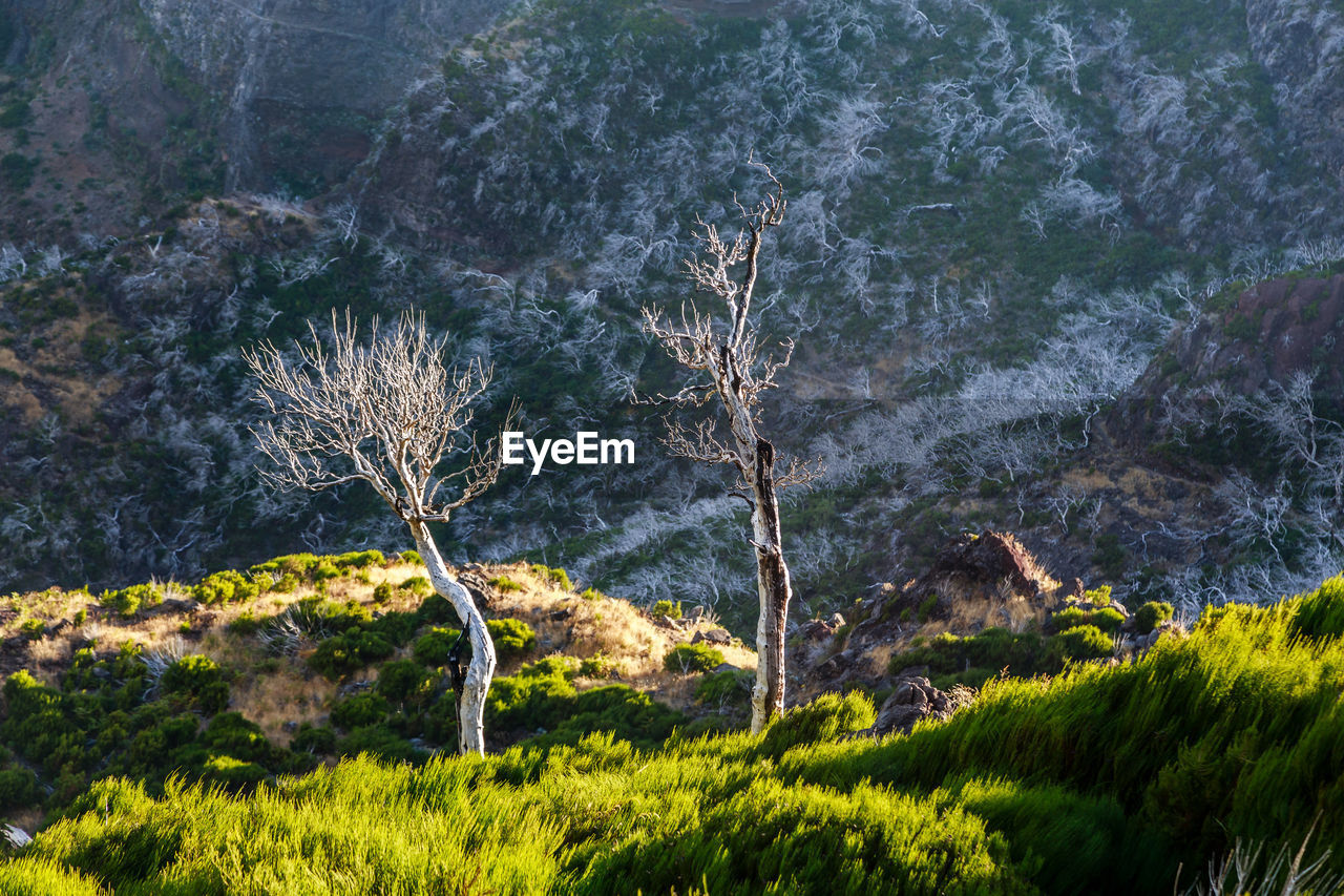 High angle view of trees on field