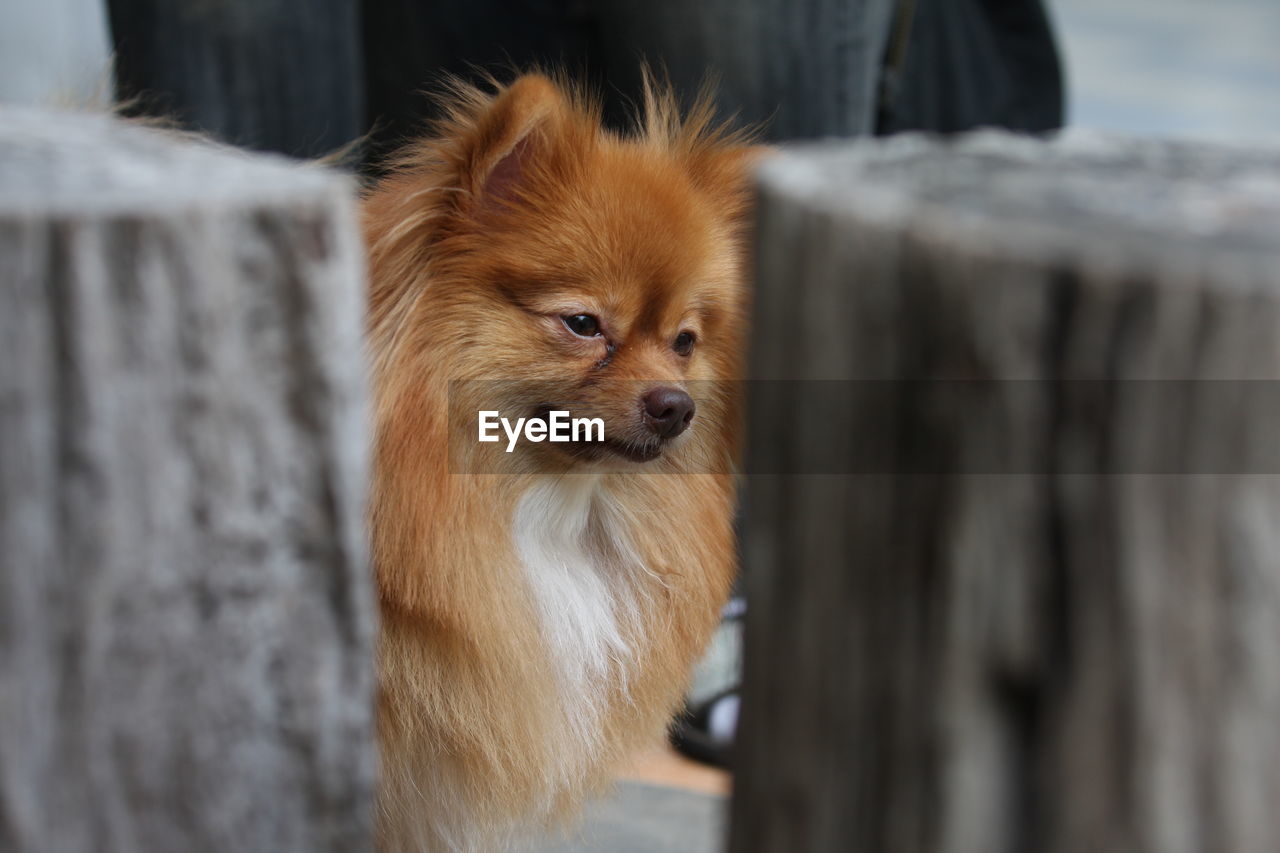 Close-up of pomeranian dog outdoors