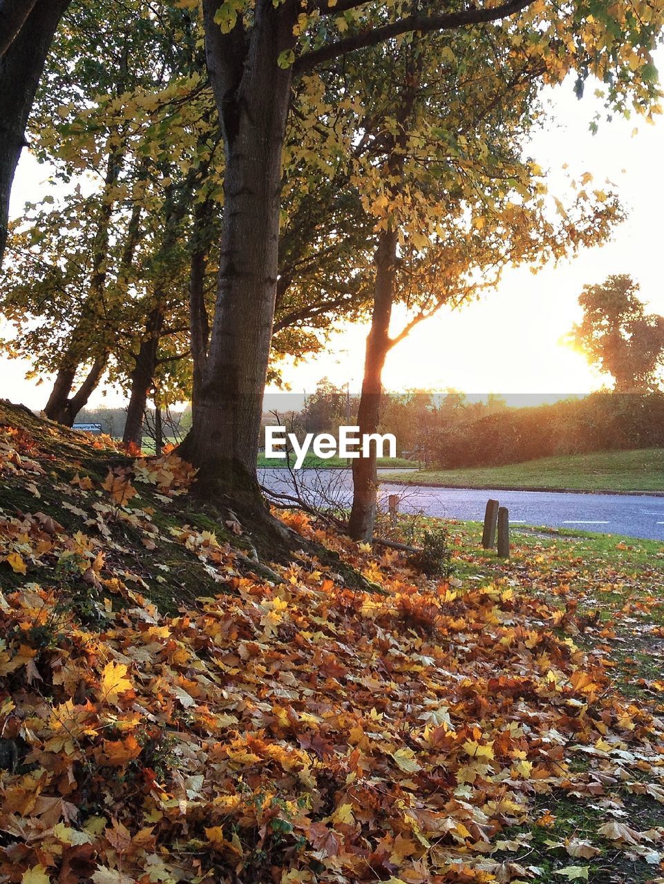 Low angle view of trees along empty road